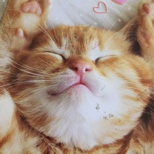 Meet your Posher, Mia